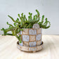 planter 13