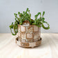 planter 17