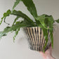 black + white pinstripes biggie planter